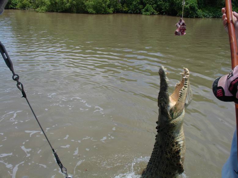 Pro kus masa je takovy krokodyl ochotny vyskocit klidne i 3 metry z vody.