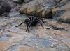"Funnel web spider" - jeden z nejjedovatejsich australskych pavouku (to jsme se ovsem dozvedeli az pote, co jsme si ho z nekolikacentimetrove vzdalenosti radne prohlidli a vyfotili :)