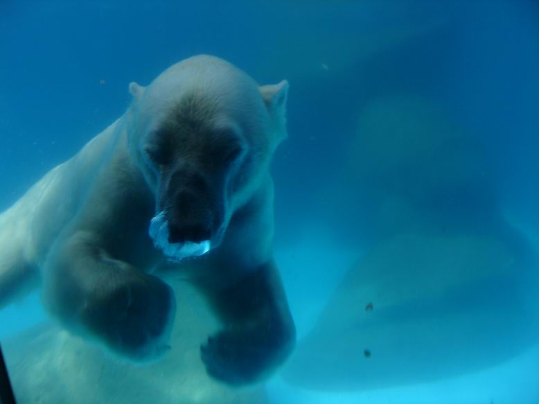 Ledni medved se radeji koupal v ledove vode nez aby se opaloval ve 30 stupnich.