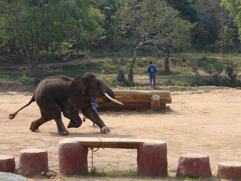 Tenhle slon zase umi lecos s balonem, kopat dopredu a hrat basketbal.