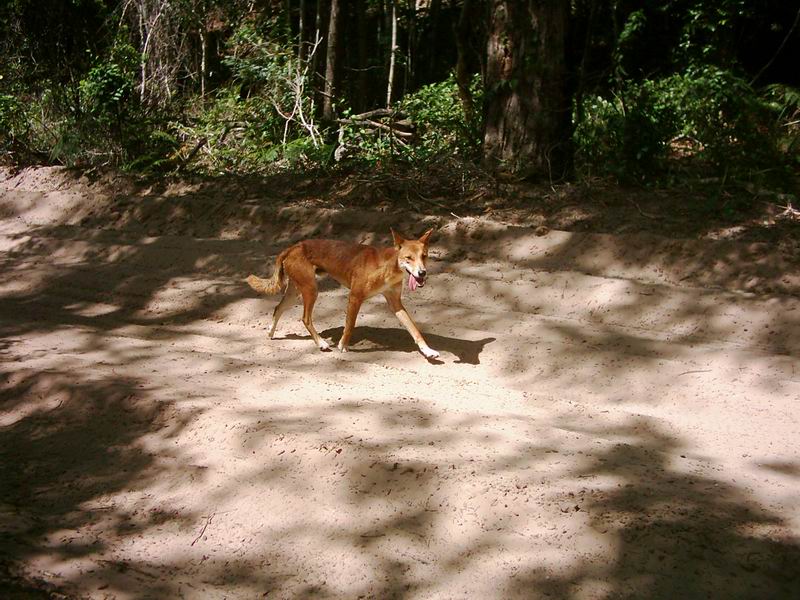 A tady je nas prvni opravdicky a nefalsovany australsky pes dingo.