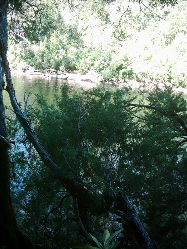 Specialni druh borovice (Huon pine) ktera se vyskytuje pouse v teto casti Tasmanie a nikde jinde na svete.