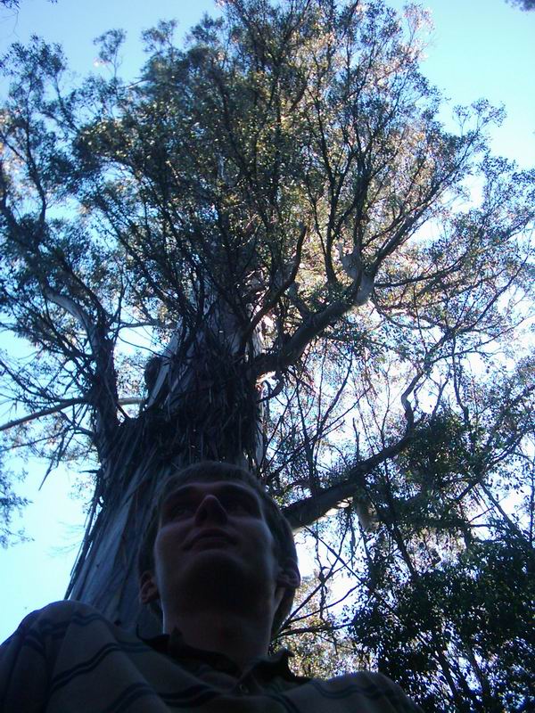 2. nejvetsi strom na svete (ten 1., ktery jsme take videli a nachazi se v Sequoia National Park v Usa, je asi 3 krat - 4 krat vetsi).