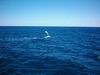 whale_watching_043.JPG
