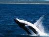 Tak a tohle je pozorovani verlyb. Stalo to dost penez ale taky to stalo za to. Celodenní vylet s dopravou a stravou verlybama a delfinama, které jsem nejak nestih protoze jsem zrovna jedl.
<br>
Whales watching in Moreton Bay.