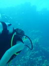 Egypt_Diving_076.JPG