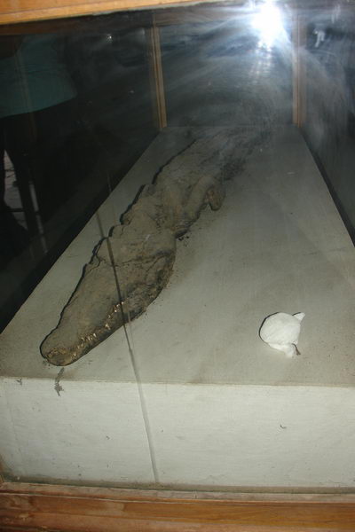 Mumie krokodyla v Kom Ombo chramu