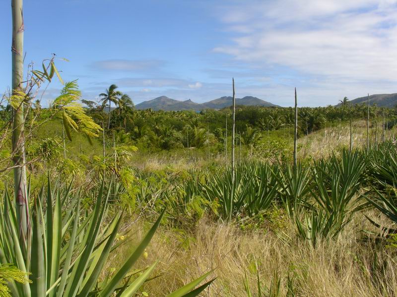 Priroda na FIJI ostrovech je opravdu zajimava. My jsem byli na ostrove Nacula.