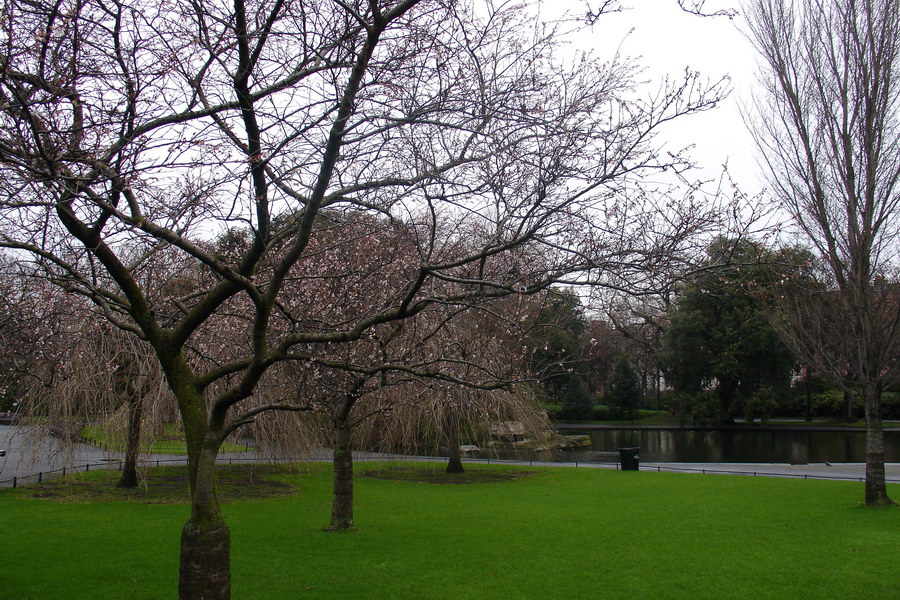 Je leden 2009 a uz kvetou stromy