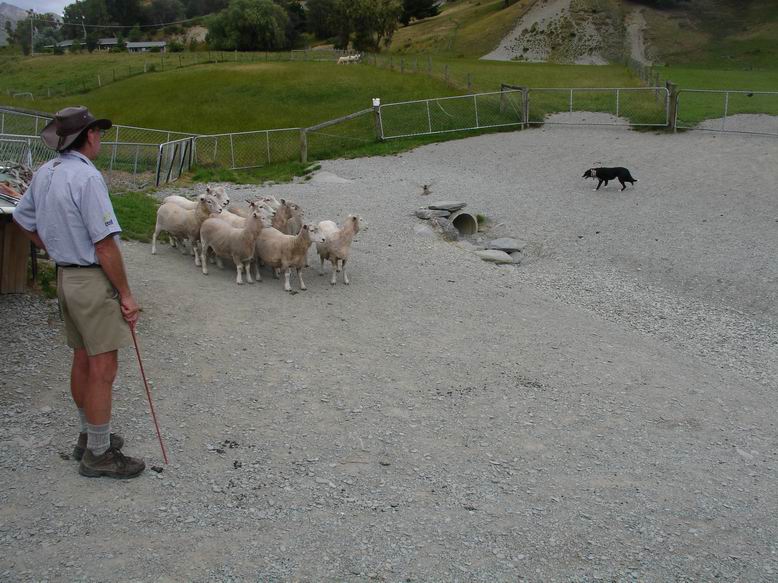 Pejsek kontrolujici ovce pouhym pohledem, bez ani jednoho steknuti udela presne to co se mu rekne.