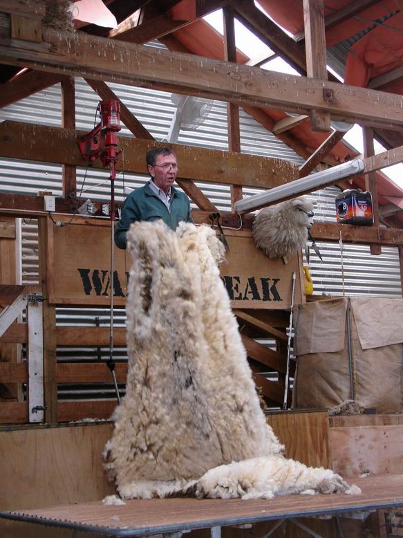 Vlna je nakonec v jednom kuse a za jednu ovci dostane strihac 1.75NZD denne jich muze stihnout 200-300 zalezi na zkusenostech a na nuzkach.
