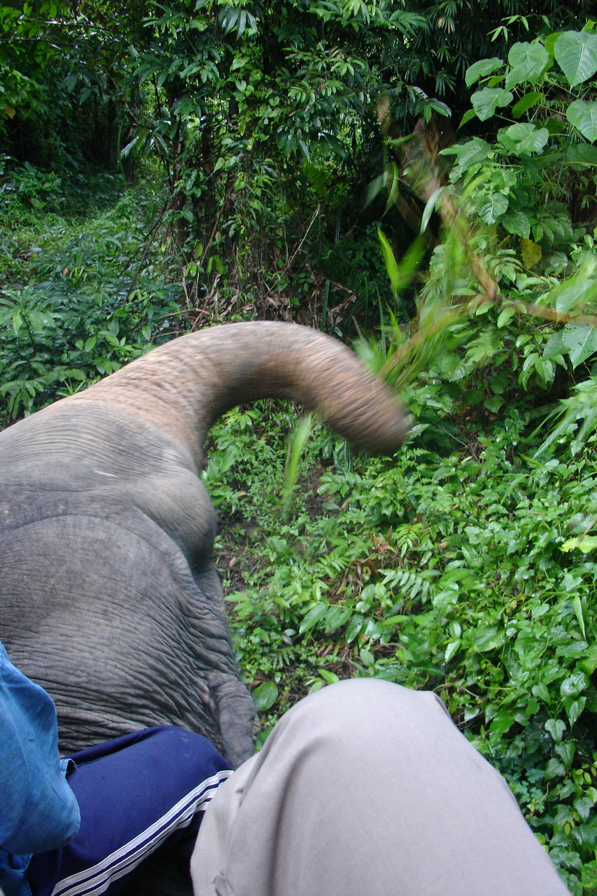 Slon se pro ceste obcerstvuje.