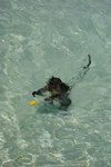 Swimming monkey